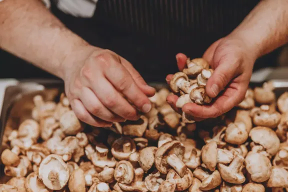 Manos seleccionando champiñones
